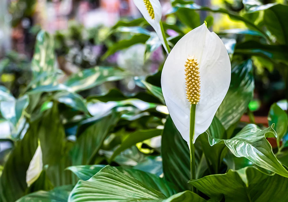 Annapolis MD Flower Delivery | WildFlower Stem + Sundry