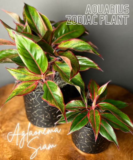 Aquarius Zodiac Plant - Aglaonema Siam