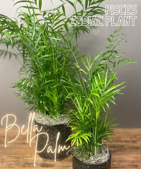 Pisces Zodiac Plant - Bella Palm