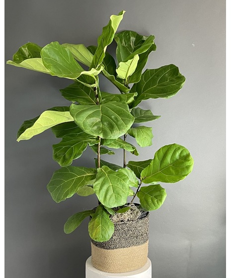Fickle Fig