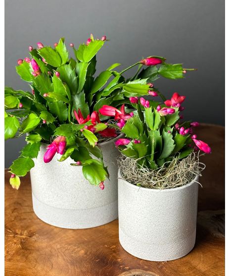 Merry Christmas Cactus