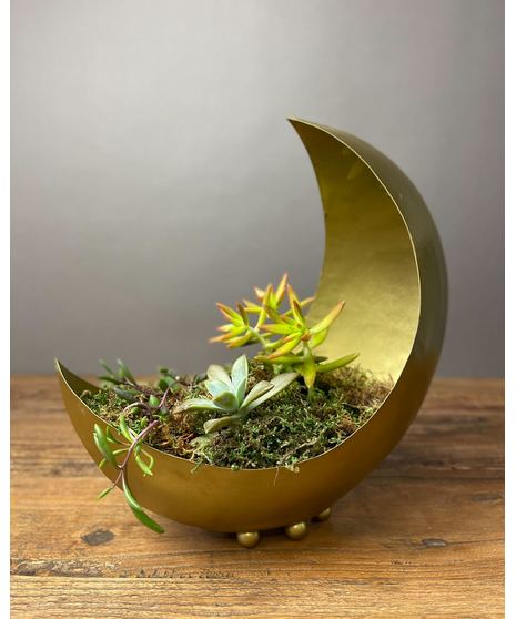 Moonshadow Succulents
