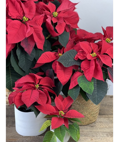 Poinsettia