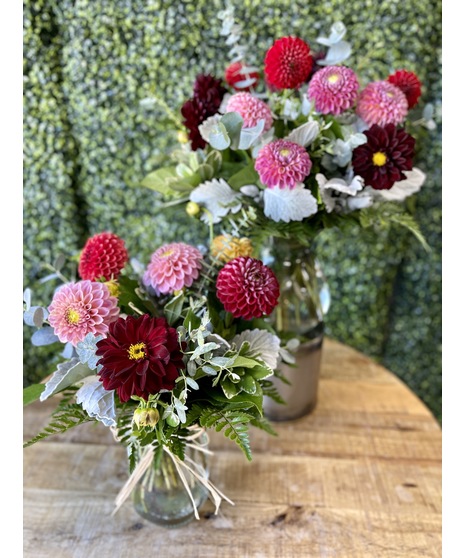Dahlia Darling