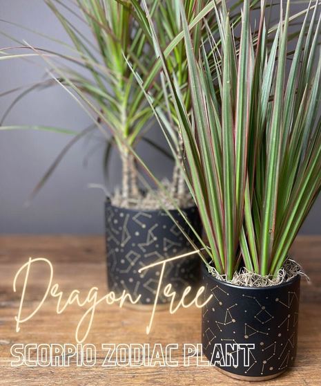 Scorpio Zodiac Plant - Dragon Tree