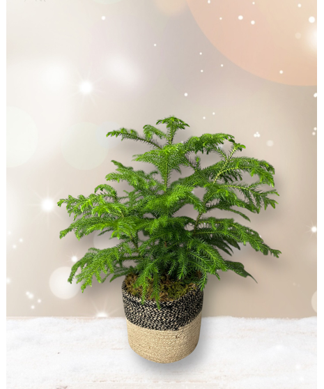 Feeling Pine