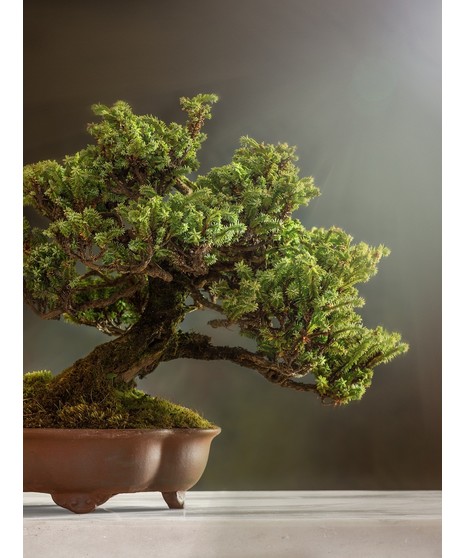 Miyagi Do Bonsai