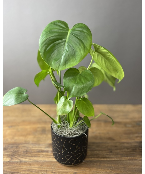 Green-Eyed Monstera