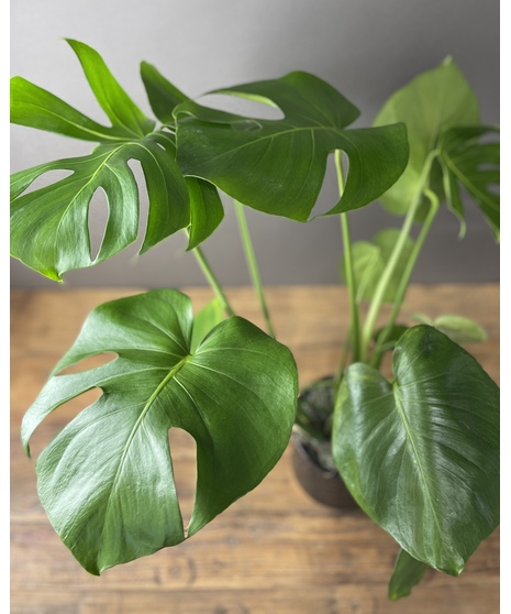 A lush Monstera Deliciosa plant with large, split leaves, perfect for adding tropical greenery to any space.