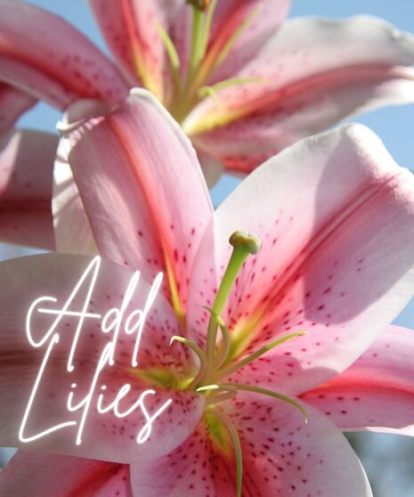 Floral arrangement upgraded with elegant lilies in soft, seasonal tones.