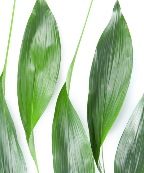 Aspidistra Leaves