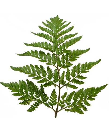 Baker Fern Greens
