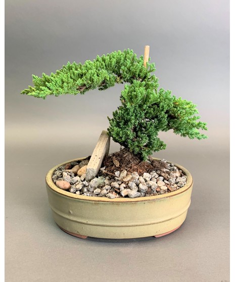 Juniper Bonsai