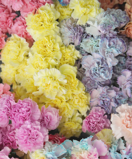 Bulk Carnations
