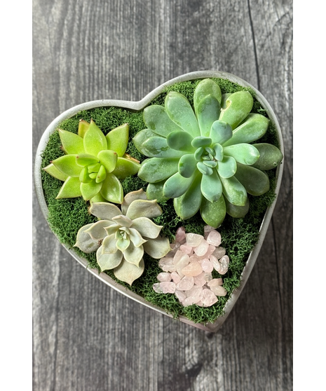 Sterling Heart – Succulent Garden