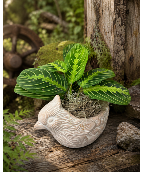When Cardinals Appear - Prayer Plant