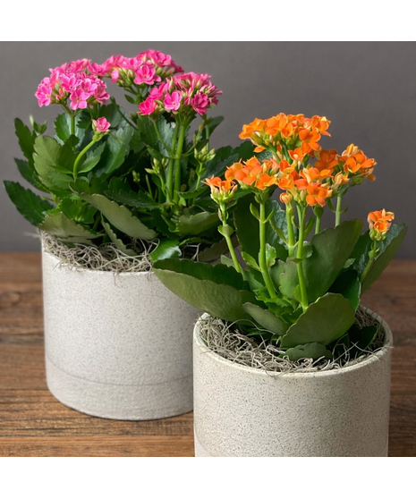 Blooming kalanchoe plant in a modern container with bright flowers and optional balloon.