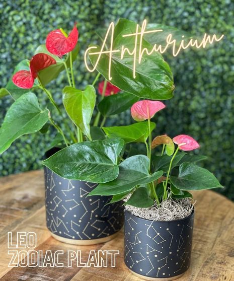 Leo Zodiac Plant - Anthurium