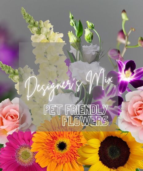 Pet Friendly - Designer's Mix