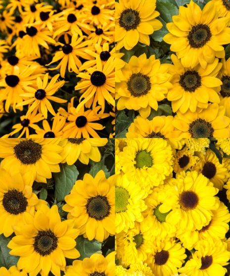 Black Eyed Blooms