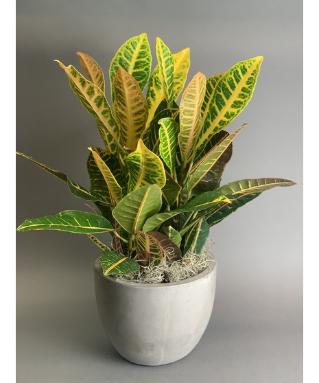 From the Planet Croton