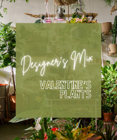 Valentine's Plants - Designer's Mix