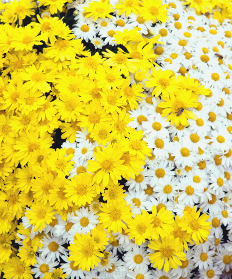 Bulk Daisy Mums