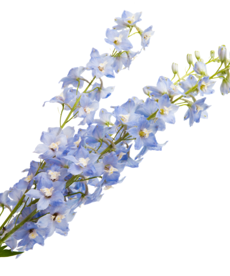Blue Delphinium