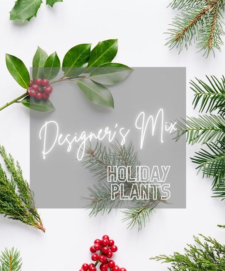 Christmas Plants - Designer's Mix