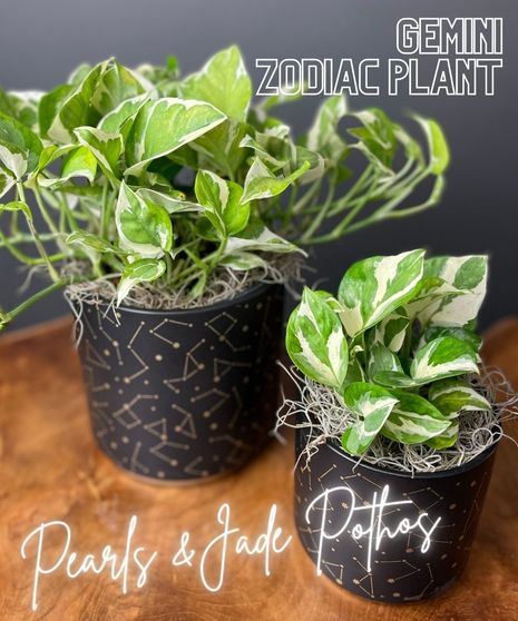 gemini plant