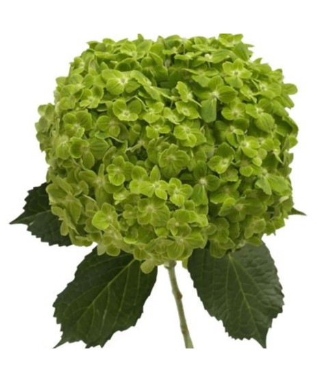 Bulk Shamrock Green Hydrangea