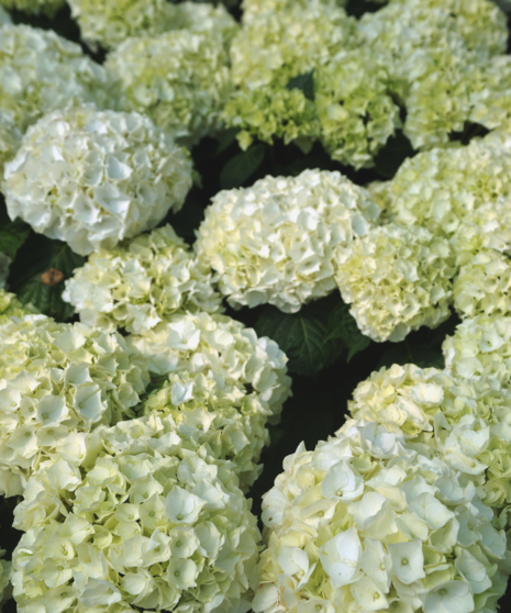 Bulk Hydrangea