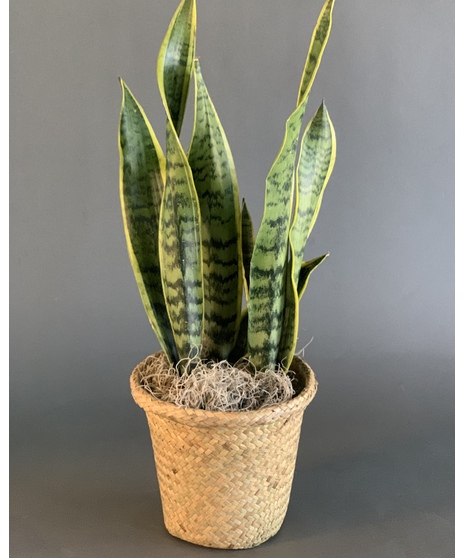 A striking Snake Plant with upright variegated leaves, presented in a stylish woven basket, available in 6-inch and 8-inch sizes.