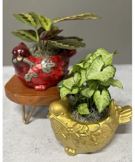 Cardinal Wishes Planter