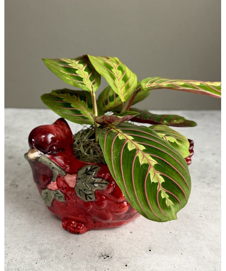 Ceramic cardinal planter in red or gold holding a small green plant, styled with festive holiday details.