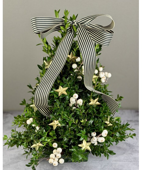 Fresh boxwood tree decorated with gold stars and berries in gold/white or red/green, finished with a festive bow.