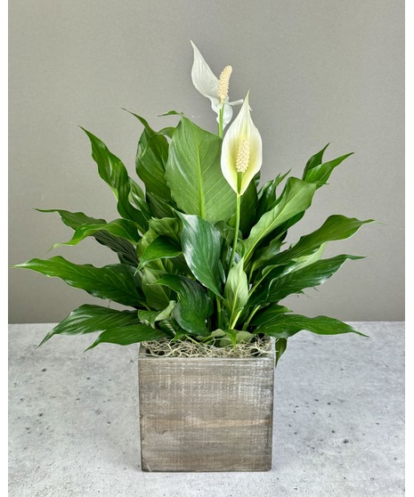 Lovely One Peace Plant