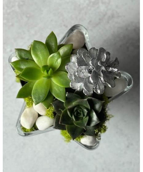 North Star Succulent