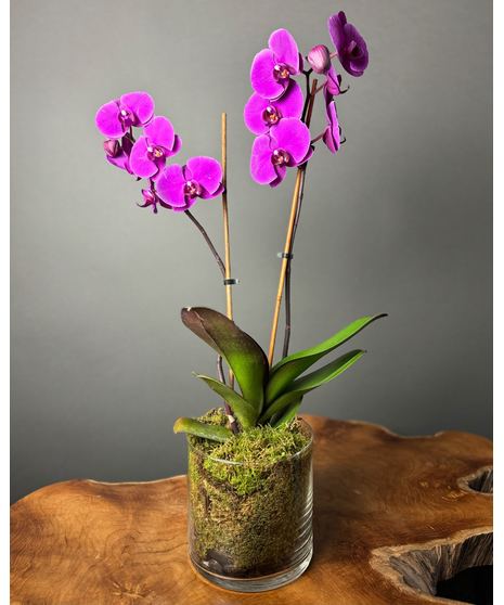 Botanical Orchid