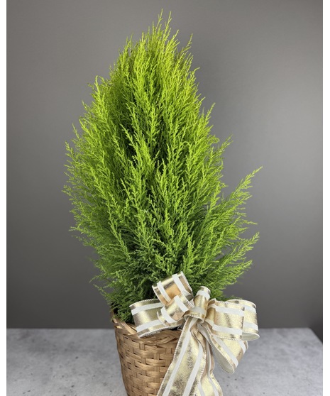 Golden Tidings Cypress