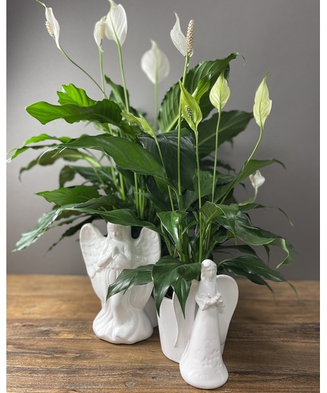 Angel of Peace Plant
