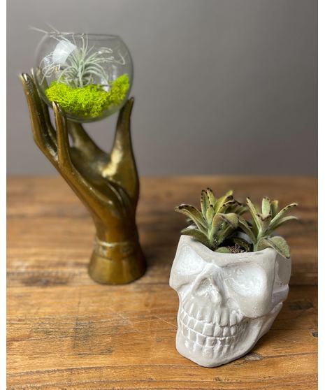 spooky air plant and succulents