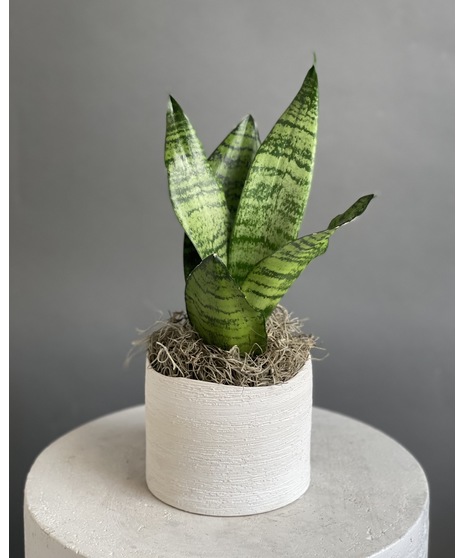 A tall and striking Sansevieria plant with bold upright leaves, housed in a neutral ceramic pot for modern, minimalist décor.