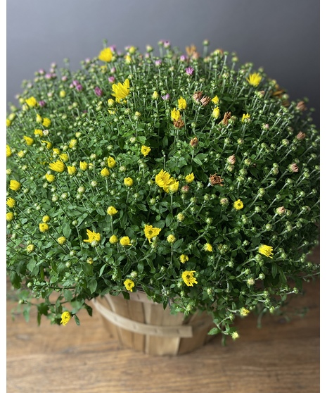 Mum Porch Plant