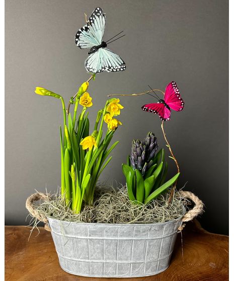 Spring bulb garden in a wicker planter with green foliage and bulbs in bud or partial bloom.