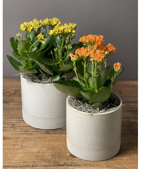 A Kalanchoe succulent plant in a neutral ceramic pot, featuring vibrant blooms and textured green leaves.