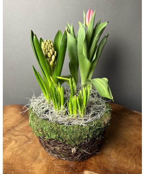 Spring bulb garden in a wicker planter with green foliage and bulbs in bud or partial bloom.
