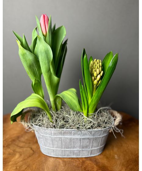 Spring bulb garden in a wicker planter with green foliage and bulbs in bud or partial bloom.