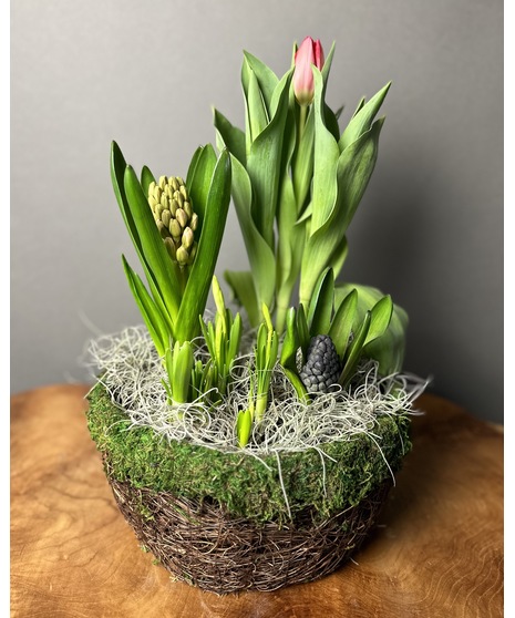 Spring Bulb Garden