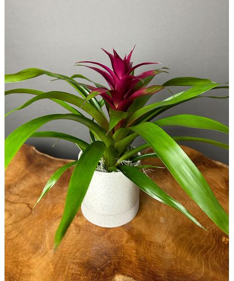 A Bromeliad plant with a striking red bloom and lush green leaves, presented in a neutral ceramic pot